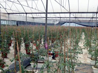 Image of the interior of a large commercial greenhouse